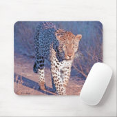 Male Leopard Muismat (Met muis)