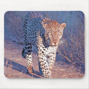 Male Leopard Muismat
