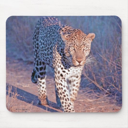 Male Leopard Muismat (Voorkant)