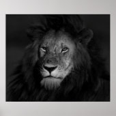 MALE LION POSTER (Voorkant)