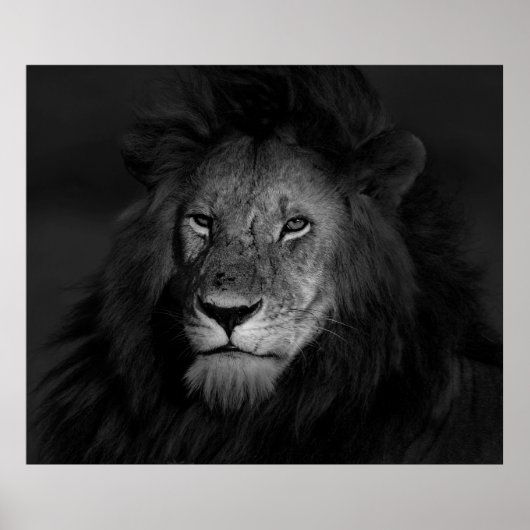 MALE LION POSTER (Voorkant)