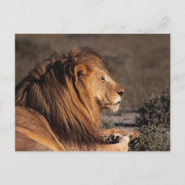 MALE LION - PROFIEL BRIEFKAART