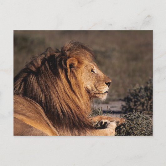 MALE LION - PROFIEL BRIEFKAART (Voorkant)