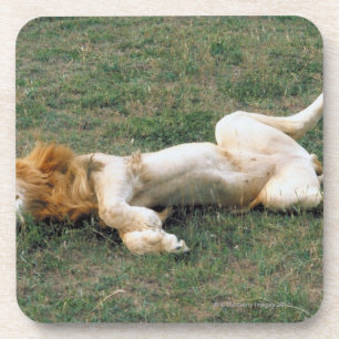 Male Lion Stretching Bier Onderzetter