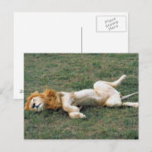 Male Lion Stretching Briefkaart (Voorkant / Achterkant)