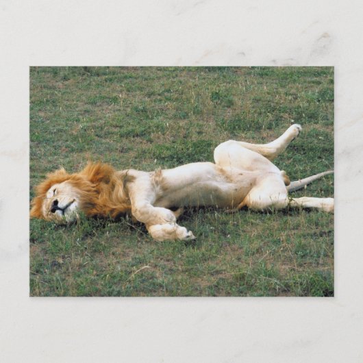 Male Lion Stretching Briefkaart (Voorkant)