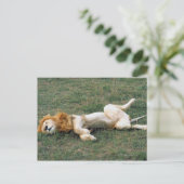 Male Lion Stretching Briefkaart (Staand voorkant)
