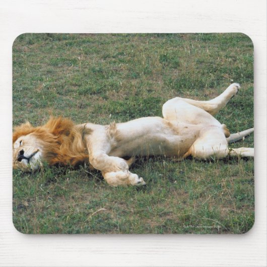 Male Lion Stretching Muismat (Voorkant)