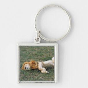 Male Lion Stretching Sleutelhanger