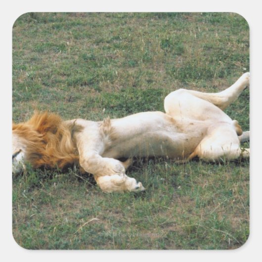 Male Lion Stretching Vierkante Sticker (Voorkant)