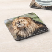 Male Lion Sunbathing Bier Onderzetter (Linkerzijde)