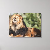 Male Lion Sunbathing Canvas Afdruk (Voorkant)