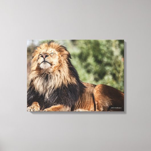 Male Lion Sunbathing Canvas Afdruk (Voorkant)