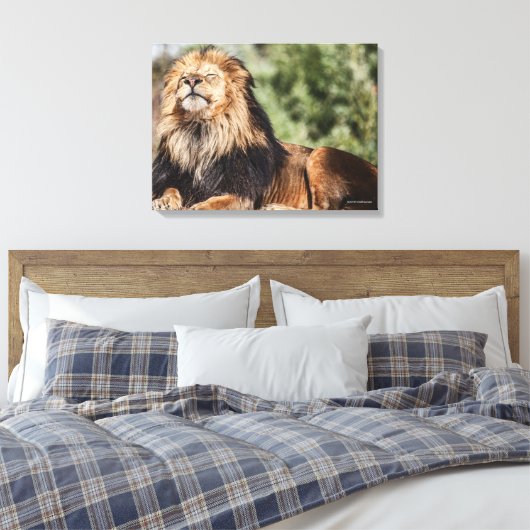 Male Lion Sunbathing Canvas Afdruk (Insitu (Slaapkamer))