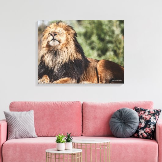 Male Lion Sunbathing Canvas Afdruk (Insitu (Woonkamer))