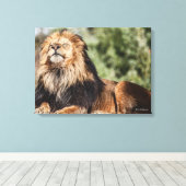 Male Lion Sunbathing Canvas Afdruk (Insitu (Houten vloer))