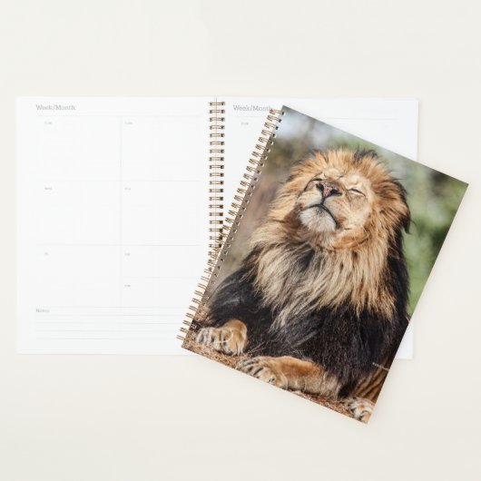 Male Lion Sunbathing Planner (Display)