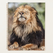 Male Lion Sunbathing Planner (Voorkant)