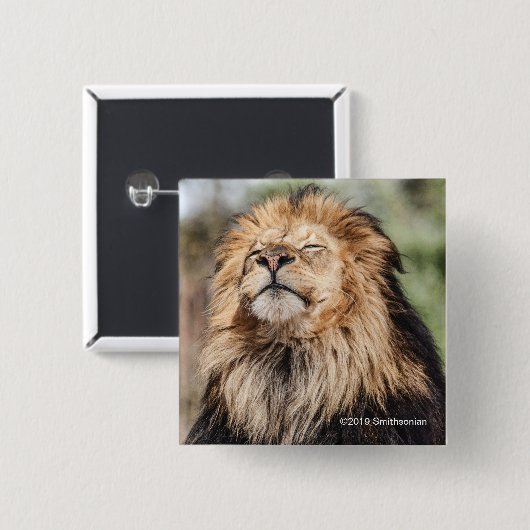 Male Lion Sunbathing Vierkante Button 5,1 Cm (Voorkant /achterkant)