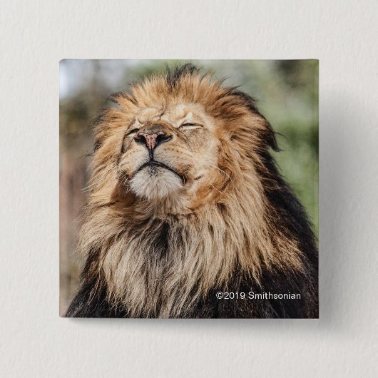 Male Lion Sunbathing Vierkante Button 5,1 Cm (Voorkant)