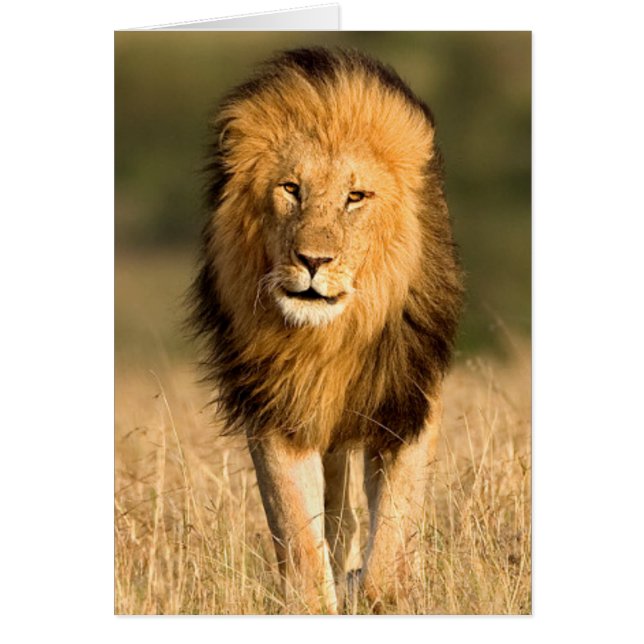Male Lion Walking (Voorkant)