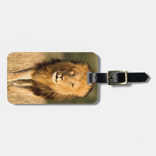 Male Lion Walking Bagagelabel (Voorkant horizontaal)