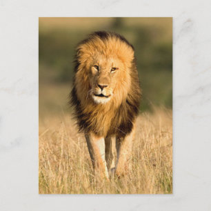 Male Lion Walking Briefkaart