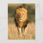 Male Lion Walking Briefkaart (Voorkant)