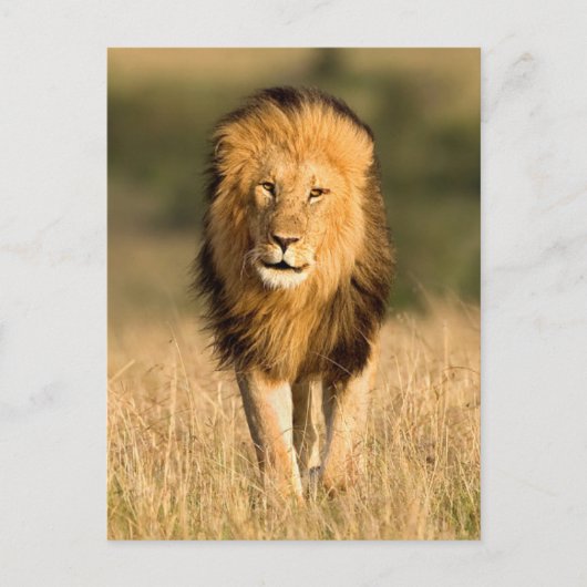Male Lion Walking Briefkaart (Voorkant)
