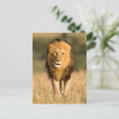 Male Lion Walking Briefkaart (Staand voorkant)