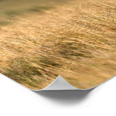 Male Lion Walking Poster (Hoek)