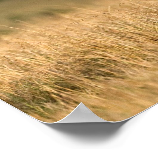 Male Lion Walking Poster (Hoek)