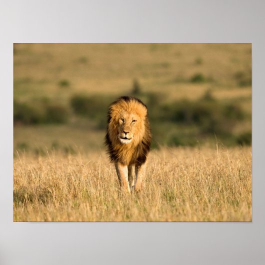 Male Lion Walking Poster (Voorkant)