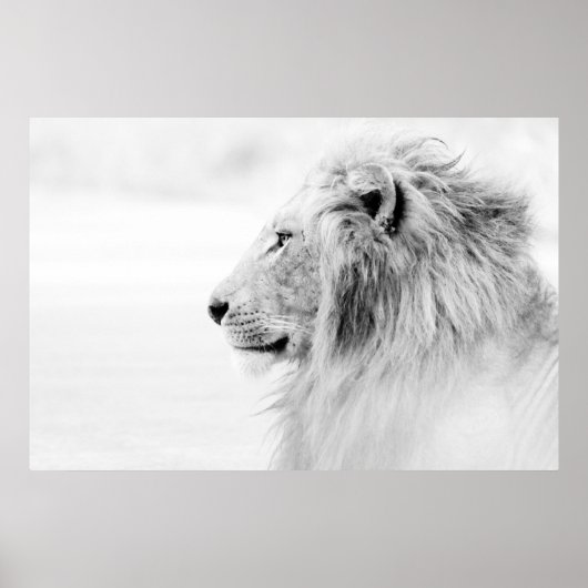 MALE LION - ZWARTE EN WITTE POSTER (Voorkant)