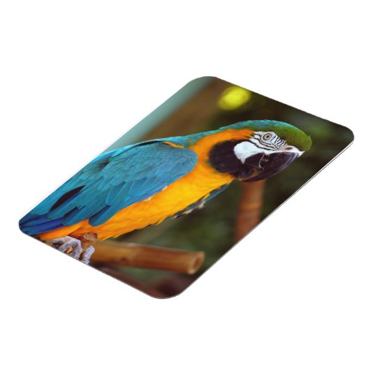 Male Macaw Magneet (Linkerzijde)