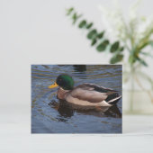 Male Mallard Duck Briefkaart (Staand voorkant)