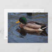 Male Mallard Duck Briefkaart (Voorkant / Achterkant)