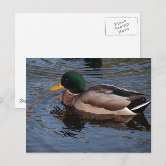 Male Mallard Duck Briefkaart (Voorkant / Achterkant)