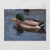 Male Mallard Duck Briefkaart (Voorkant)