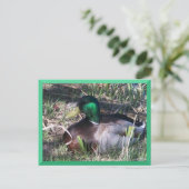 Male Mallard Duck Briefkaart (Staand voorkant)