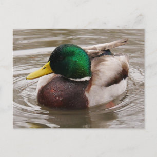 Male Mallard Duck Briefkaart