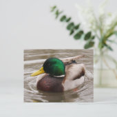 Male Mallard Duck Briefkaart (Staand voorkant)