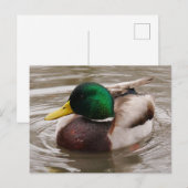 Male Mallard Duck Briefkaart (Voorkant / Achterkant)