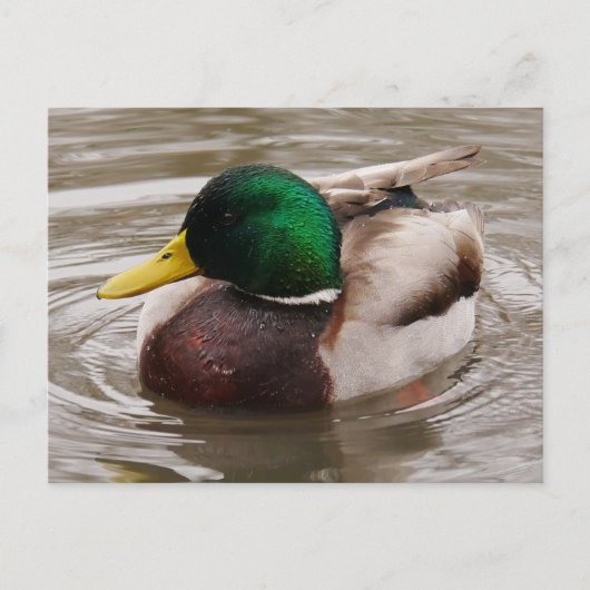 Male Mallard Duck Briefkaart (Voorkant)