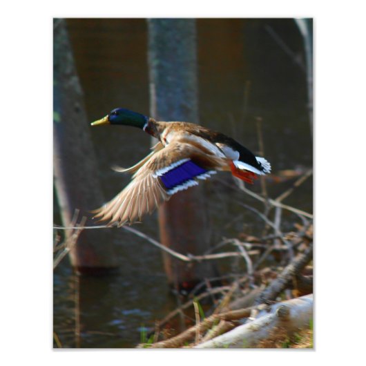 Male Mallard Duck in Flight Foto Afdruk (Voorkant)