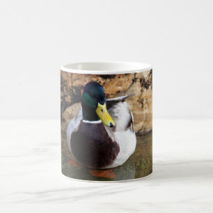 Male Mallard Duck Koffiemok