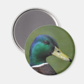 Male Mallard Duck Magneet (Voorkant / Achterkant)