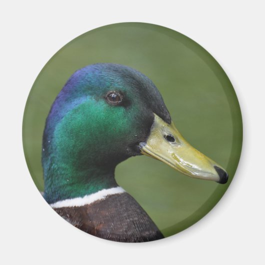 Male Mallard Duck Magneet (Voorkant)