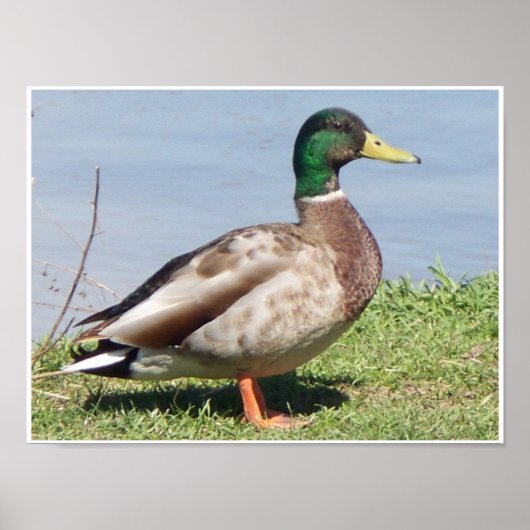 Male Mallard Duck Poster (Voorkant)