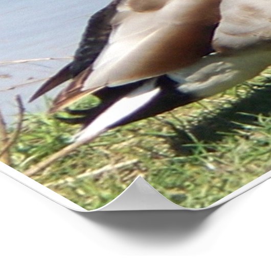 Male Mallard Duck Poster (Hoek)